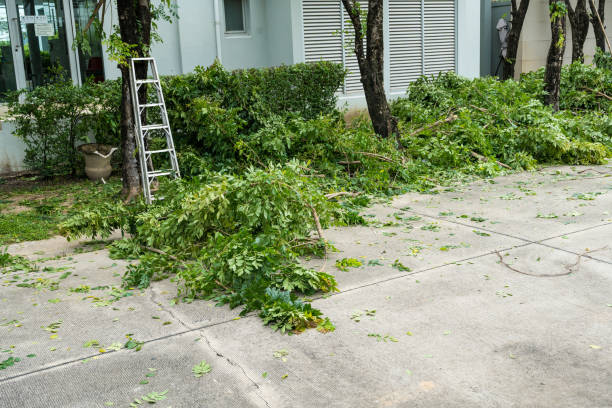 The Steps Involved in Our Tree Care Process in Hobart, OK